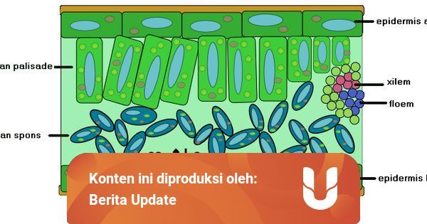 Gambar Jaringan Parenkim